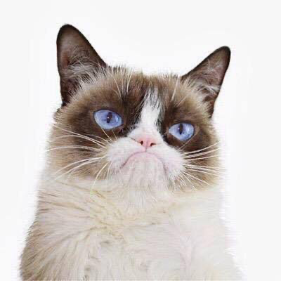 Grumpy Cat's verdict